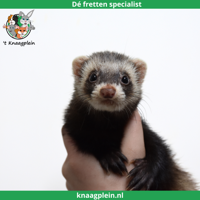 foto van kleur Sable (Wildkleur)