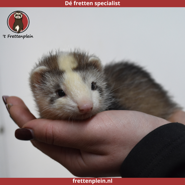 foto van kleur Gestreept