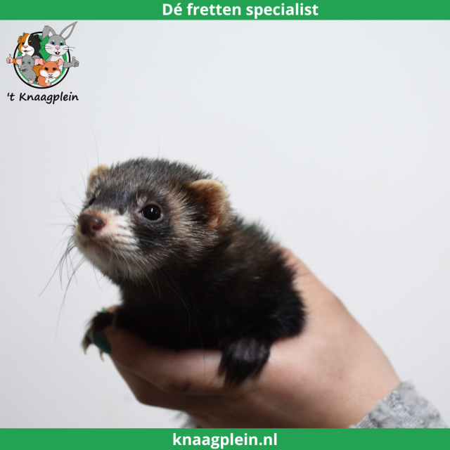 foto van kleur Black (Zwart)