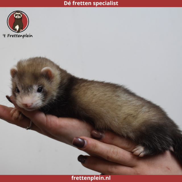 foto van kleur Bruin