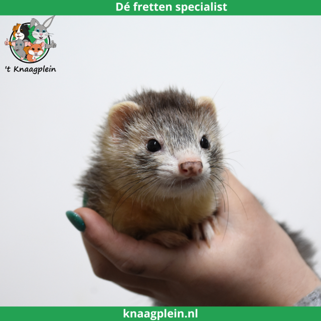 foto van kleur Black Roan Mitt (Zilver)