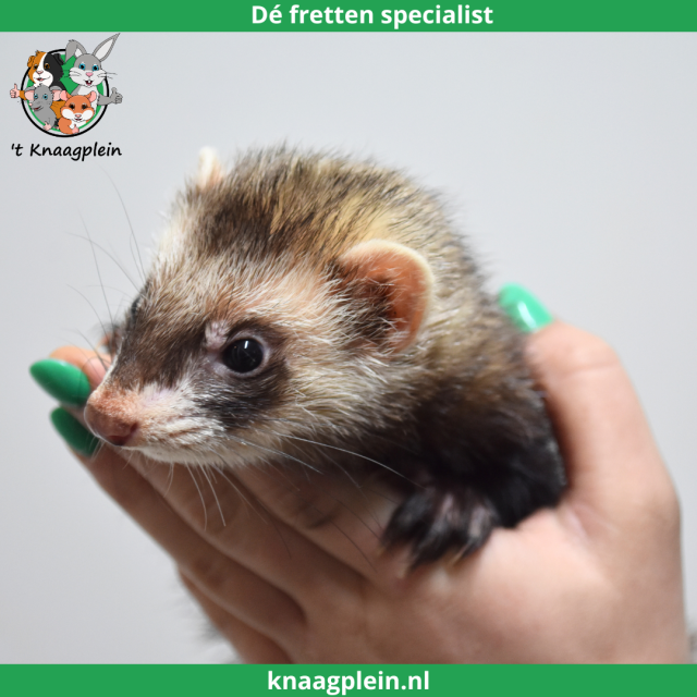 foto van kleur Sable (Wildkleur)