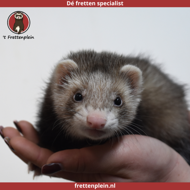 foto van kleur Wildkleur - creme tekening