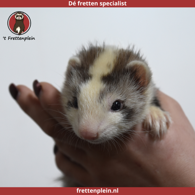 foto van kleur Gestreept