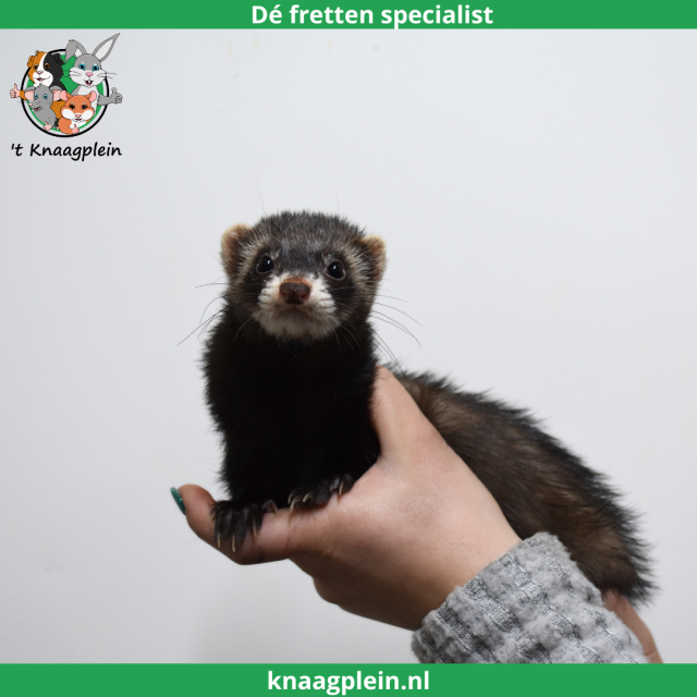 foto van kleur Black (Zwart)