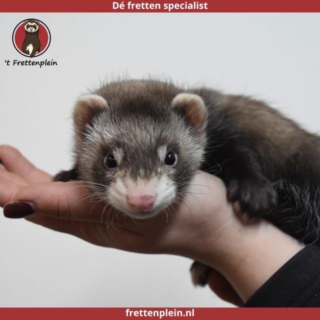 foto van kleur Wildkleur - zilver tekening