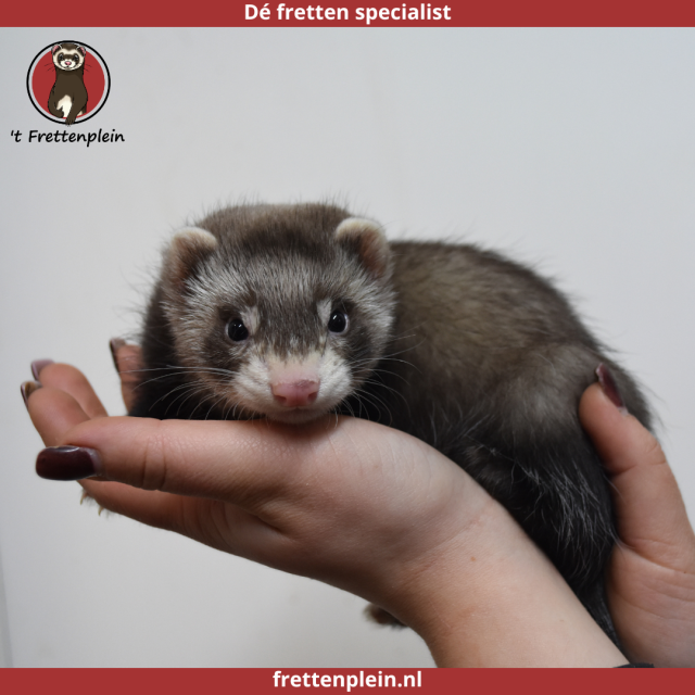 foto van kleur Wildkleur - zilver tekening