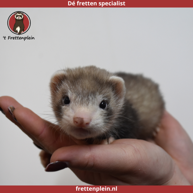 foto van kleur Bruin