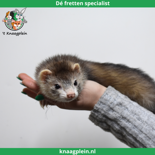 foto van kleur Black Roan Mitt (Zilver)