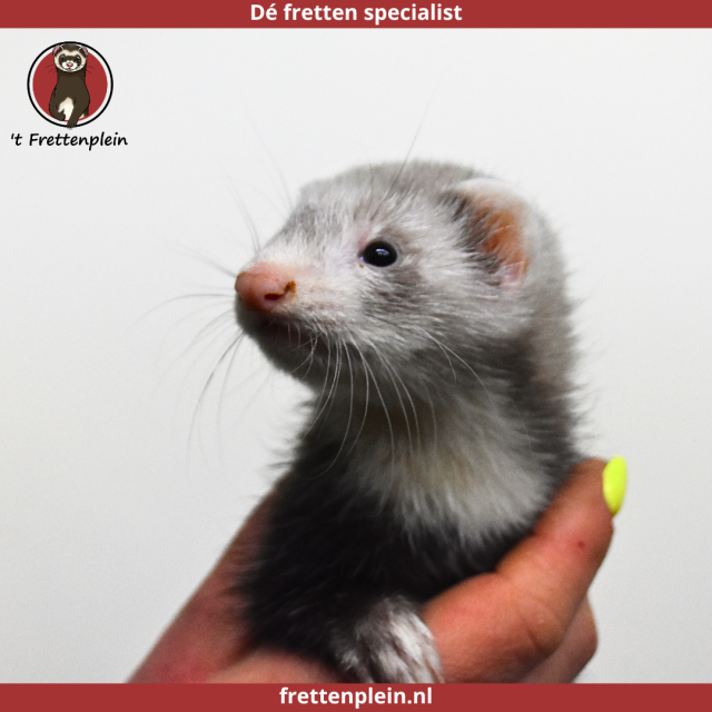 foto van kleur Silver Mitt