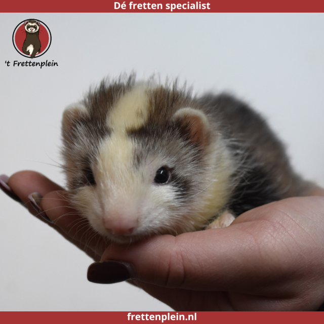 foto van kleur Gestreept