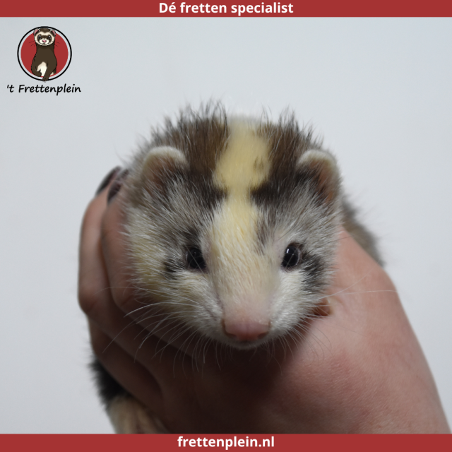 foto van kleur Gestreept