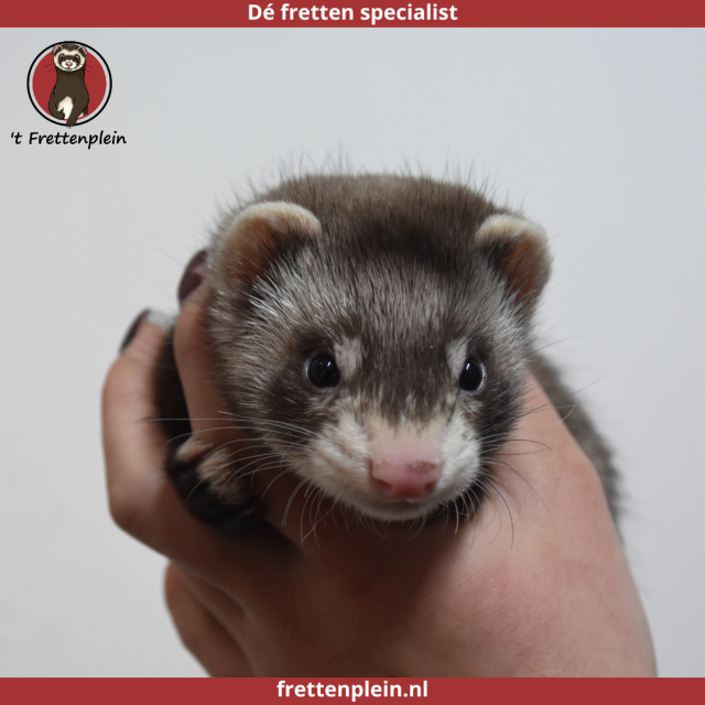 foto van kleur Wildkleur - zilver tekening