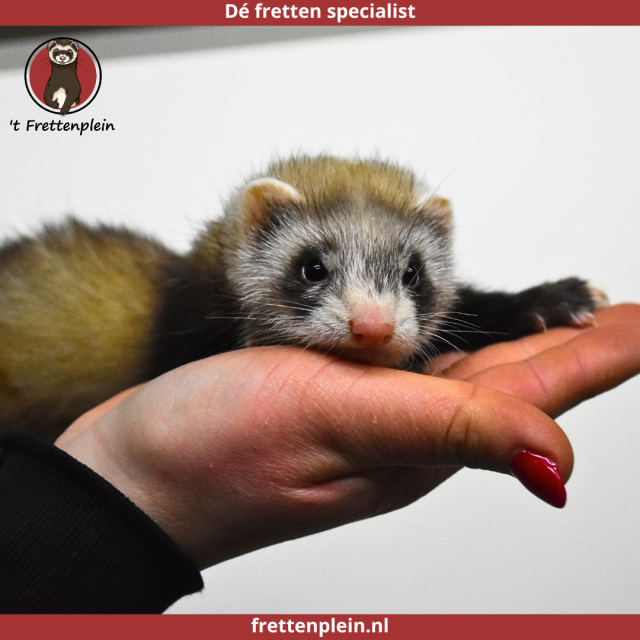 foto van kleur Sable (Wildkleur)