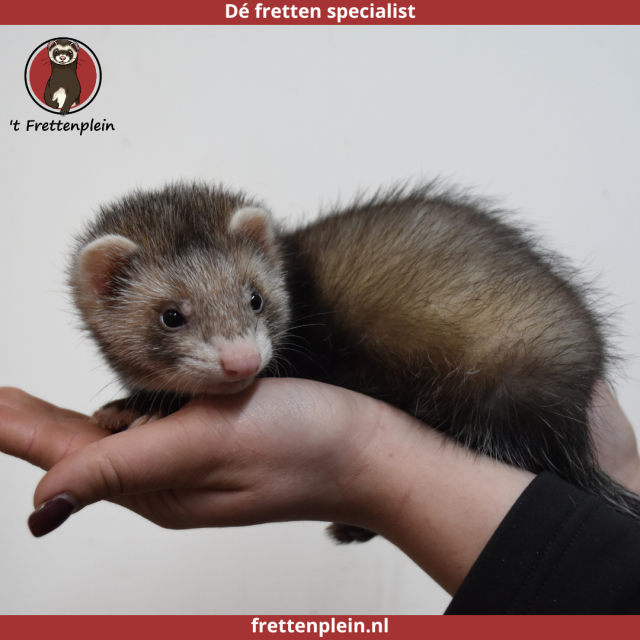 foto van kleur Wildkleur - creme tekening