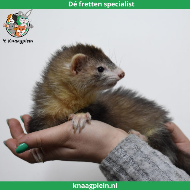 foto van kleur Black Roan Mitt (Zilver)