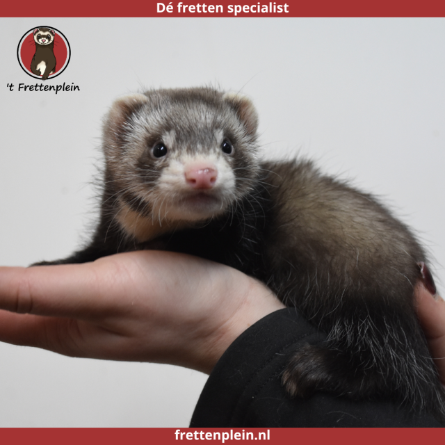 foto van kleur Wildkleur - creme tekening