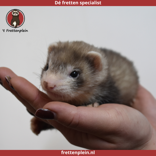 foto van kleur Bruin