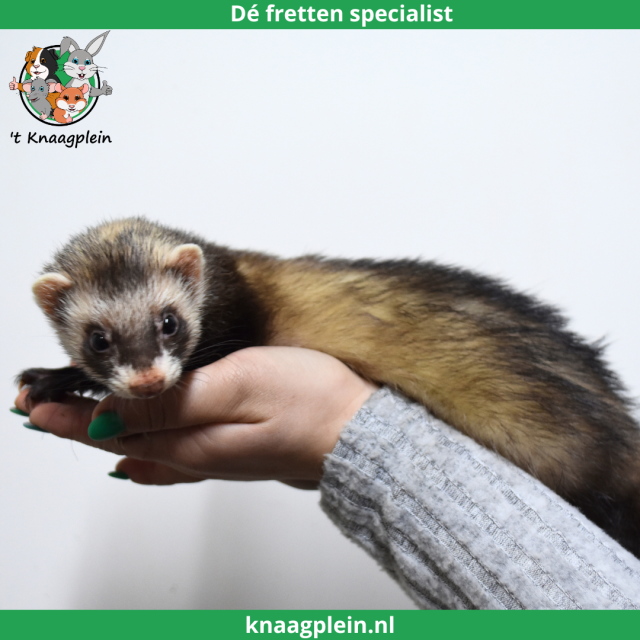 foto van kleur Sable (Wildkleur)