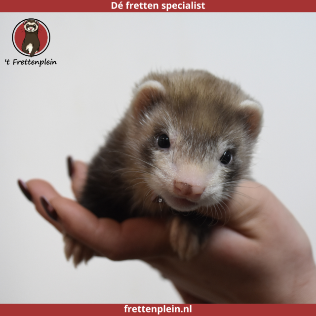 foto van kleur Bruin